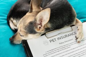 Brown and black Dog snuggled next to a clipboard that outlines pet insurance.