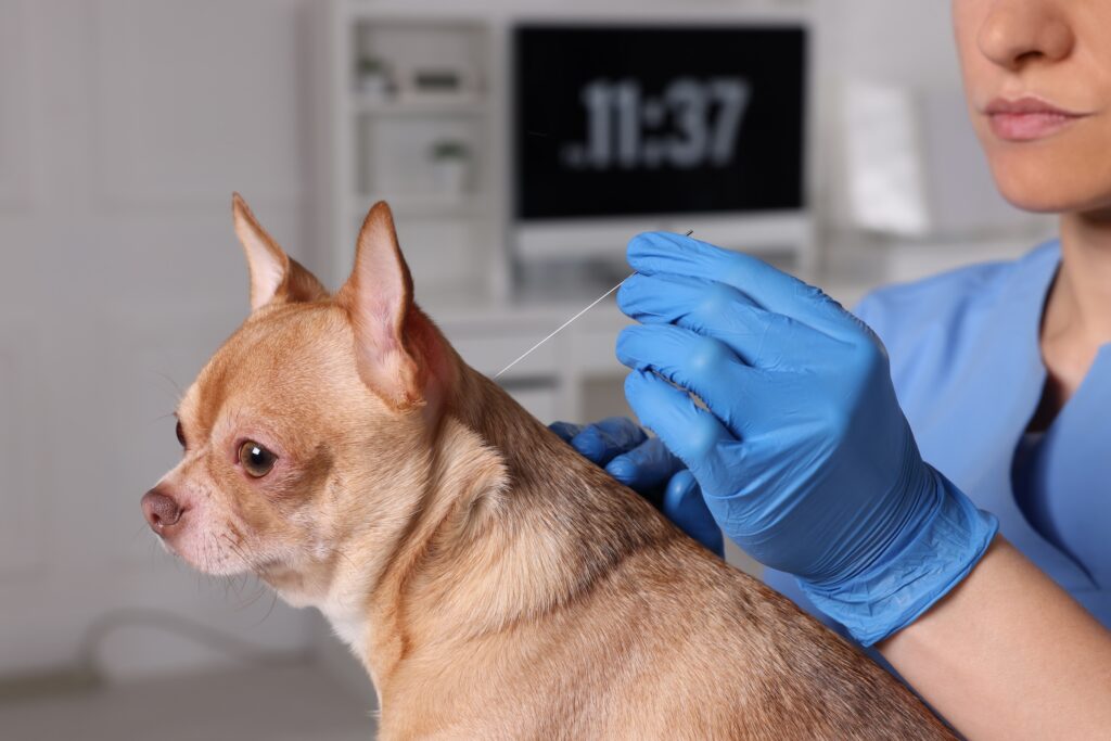 Dog receiving acupuncture