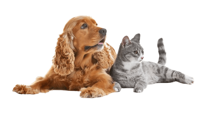 Home - Fort Washington Veterinary Hospital Cocker Spaniel and grey cat lying together as they wait for their veterinarian.