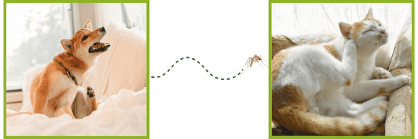 Prevention Offer - Fort Washington Veterinary Hospital